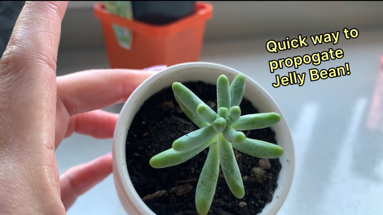 Quick way to propogate my Jelly Bean | No drying!