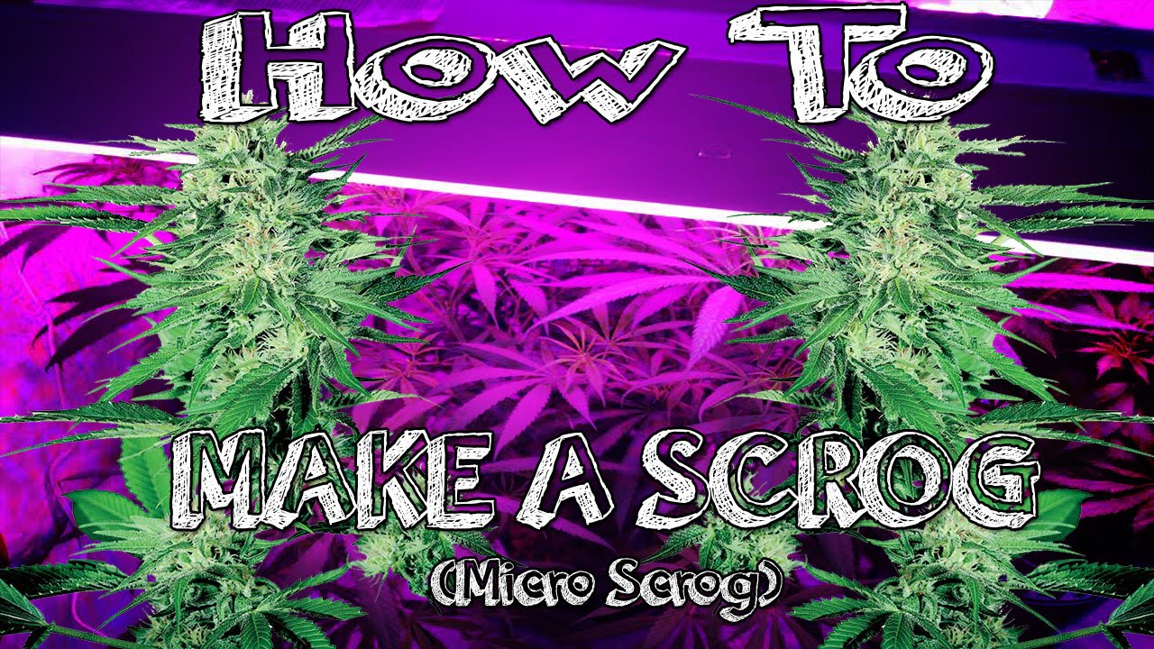 How To Make A Scrog