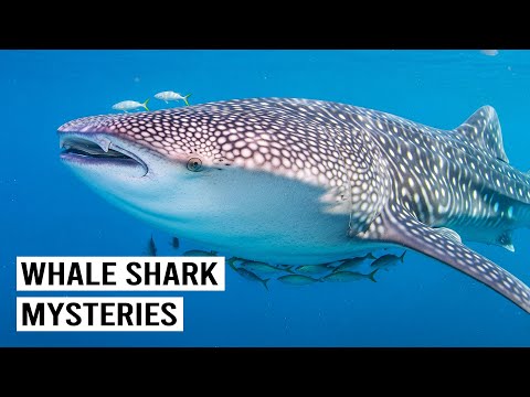 THE STRANGE BEHAVIOR OF THE WORLD'S BIGGEST SHARK