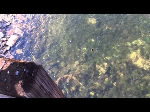 Trout fishing North Fork of the Boise River in Idaho August 30th 2015