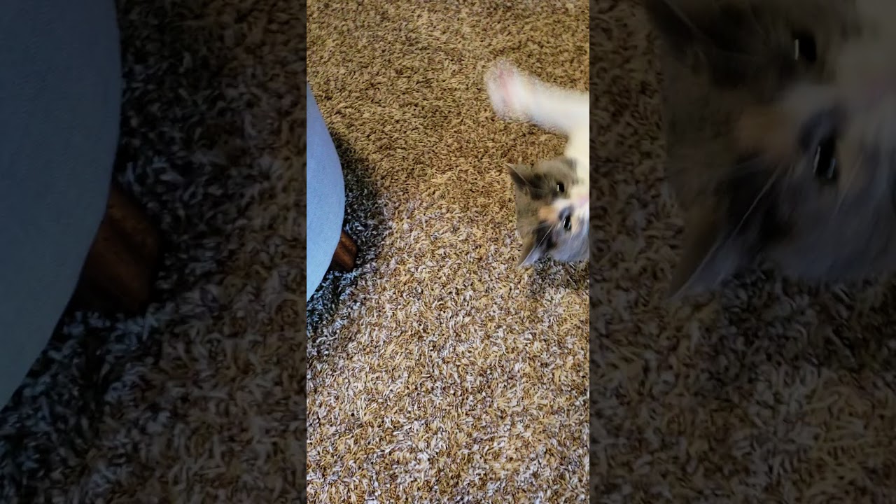 Cat Violently Attacks Human YouTube