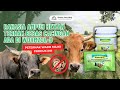 {Program MMM} Mbak Mawar Menjelaskan Manfaat Wormzol B untuk Solusi cacingan pada Sapi.