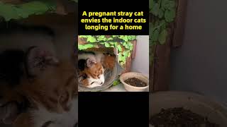 A pregnant stray cat envies the indoor cats, longing for a home #kitten #RescueCat #animalshelter