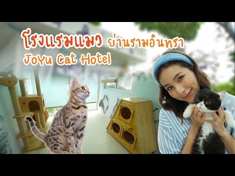 โรงแรมแมว ย่านรามอินทรา Joyu Cat Hotel l OA 28 มิ.ย. 2563