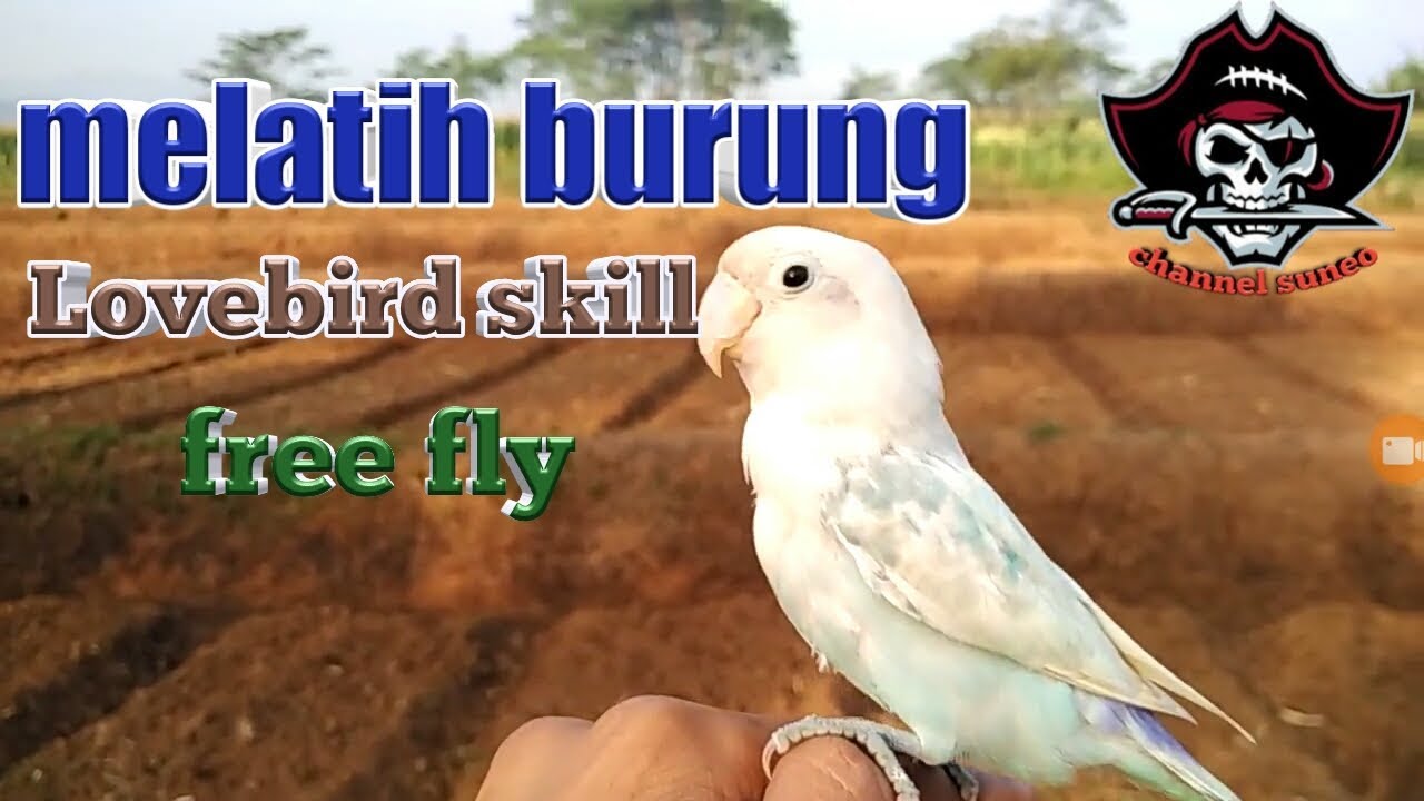 Mantaap Skill Melatih Burung Lovebird Calon Ff Youtube
