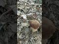 #boletus #funghi #porcini #seta #cogumelo #mushroom #ciuperci #pilze