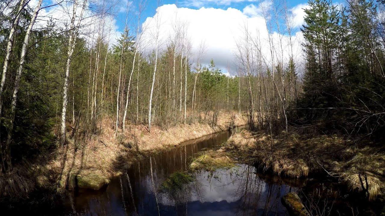 Spring Day in forest brook, relaxing sounds of birds and water - 4K ...