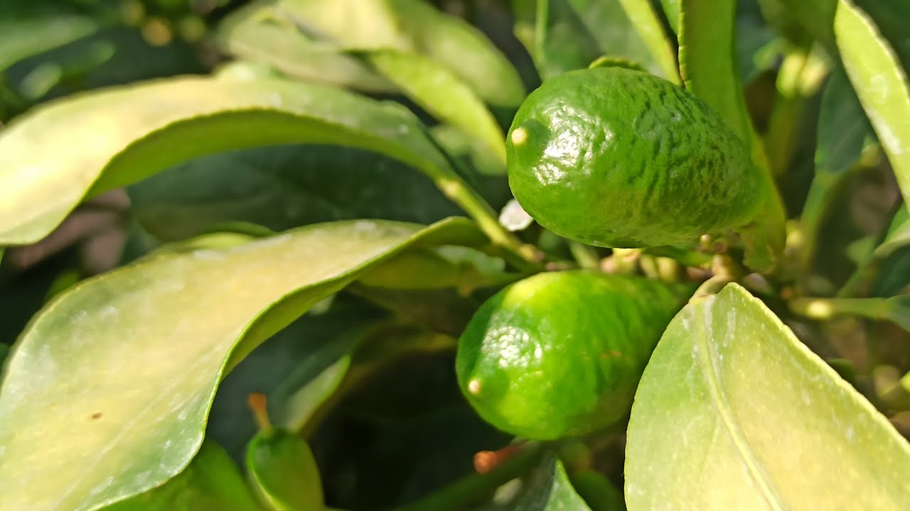 Indio Mandarinquat: Diese Zitrusfrucht solltest du kennen