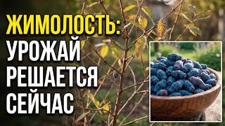 Урожай жимолости решается не весной, а сейчас