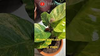 “Money Plant sirf plant nahi, ek sukoon hai ☘️