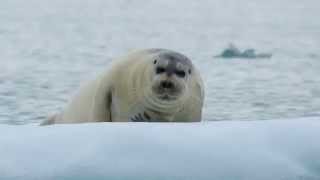 Bearded Seal  Svalbard Cruise