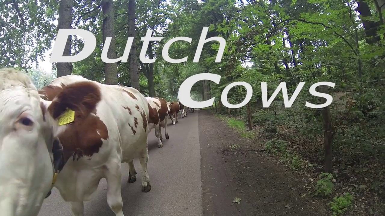 Dutch Cows GoPro Hero XerroR