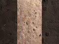 Lion print.