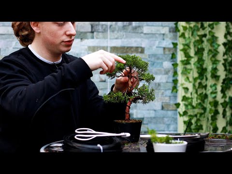 Video: Inligting oor Chinese Juniper - Wenke vir die groei van 'n Chinese Juniper Plant