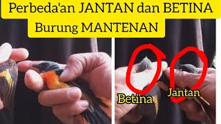Ciri JANTAN dan BETINA burung MANTENAN. 