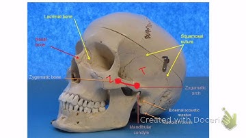 BIO 201 Lab Exam II video- Skeletal System