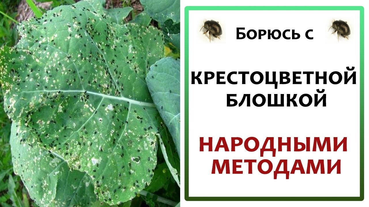 Крестоцветная блошка как избавиться