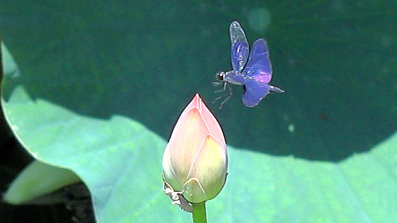 みみ 水彩画 睡蓮とチョウトンボ 値段は600円です