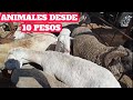 Baratillo villa de #Etla Oaxaca plaza de animales Cabras chivos #Borregos puercos #guajolotes.