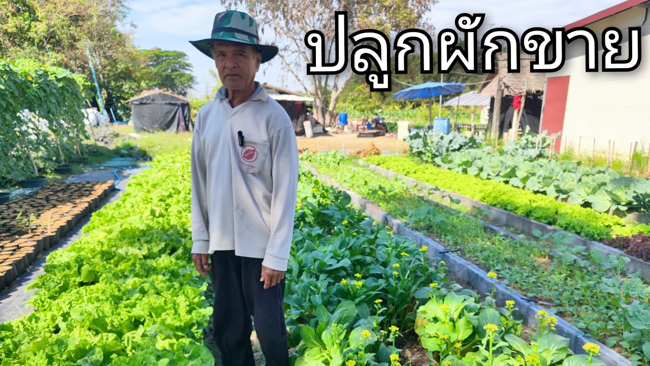 ปลูกผักขายทั้งปี ผักกาดขาว คะน้า กะหล่ำปลี มีรายได้ทุกวัน ลุงป้าทำเกษตร