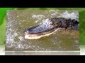 Alligators are very sensitive.