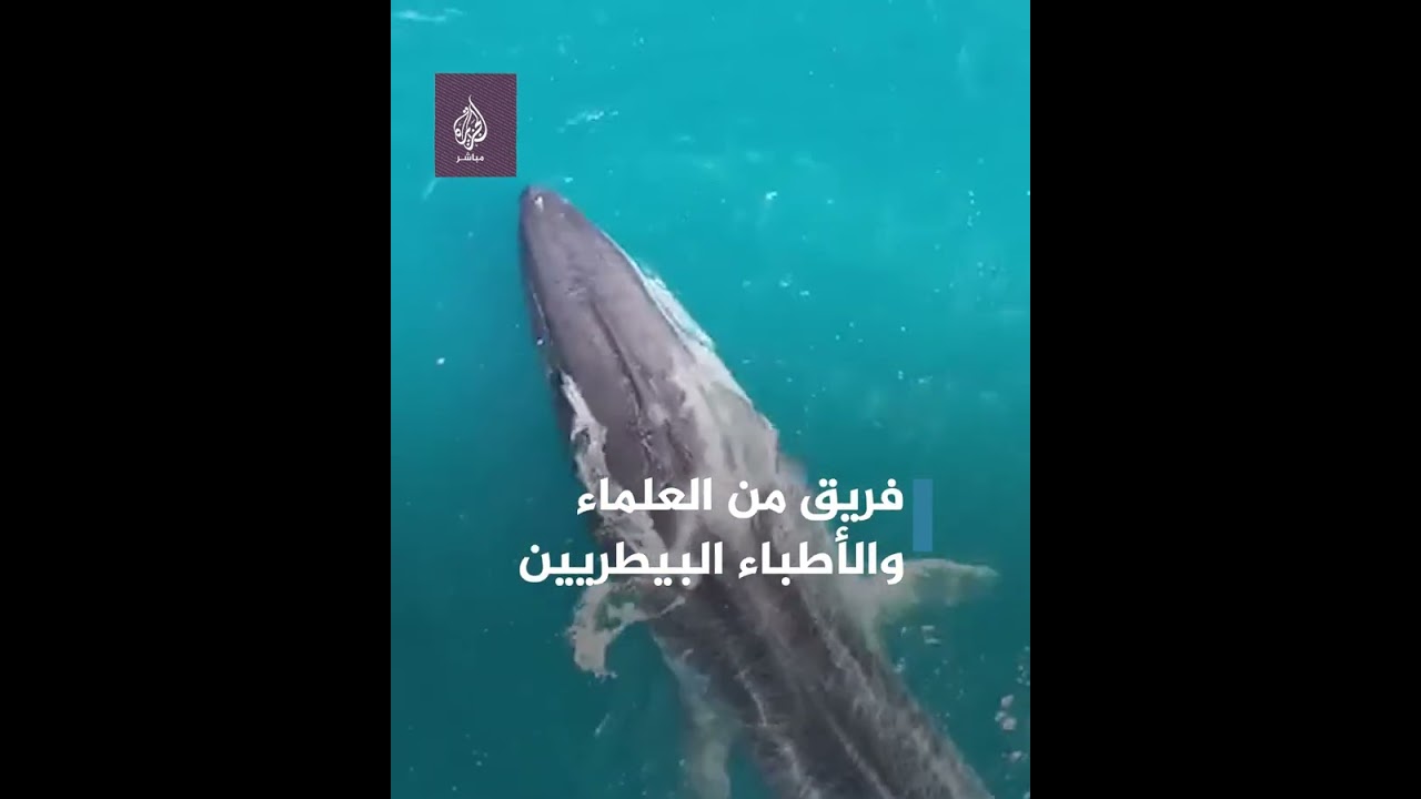 حوت بعمود فقري مشوه قبالة السواحل الإسبانية.. ما القصة؟  🐋