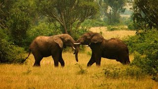 25 Amazing Facts About Elephants