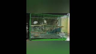 Celebrity Java Finch Mating Dance #shorts Profile