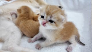 Hungry kittens meow looking for their mother,it's so cute...