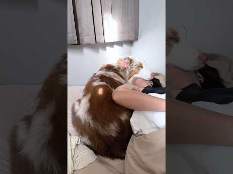 朝起きたらパパの顔面が枕にされてました😂💦【オーストラリアンシェパード】#shorts