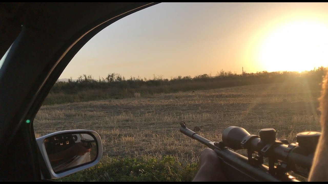 охота с пневматикой hatsan? на голубя - YouTube