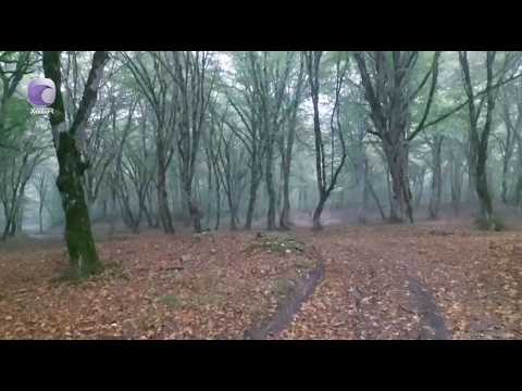 Body of woman murdered in Baku found in forest in Gusar