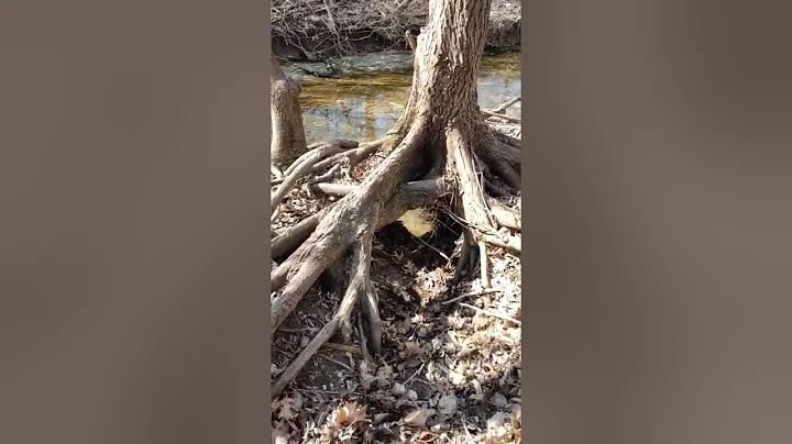 So much fun exploring the water of a small creek
