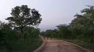 Mpondo Males - 4 Huge Male Lions