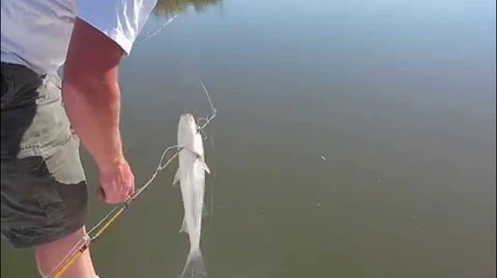 Fish On !!! Striper Fishing Napa River using Live ...