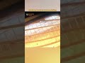 Ukrainian MaxxPro Survives Double Drone Strike | Armor Stops Blast