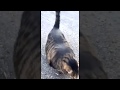 Buff Cat Video mp3