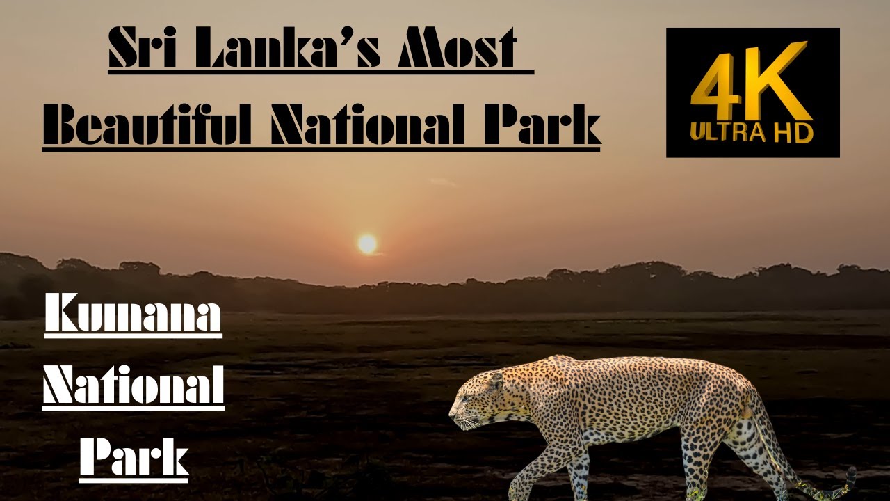 Sri Lanka's Most Beautiful National Park - Kumana National Park - 4K With Relaxation Music