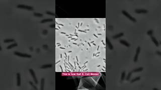 E.coli bacterium movement under microscope #ecoli #microscopy #bacteria #science #biology