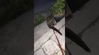 Otter & Monkey Cute Animal - Funny Animal