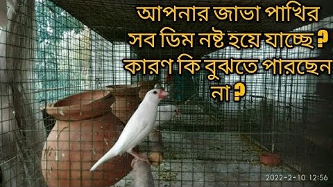 জাভা পাখির ডিম নষ্ট হওয়ার কারন কি ?