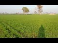 Wheat crop / wheat crop cultivation / wheat crop in Pakistan / wheat farming