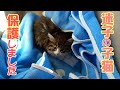 迷子の子猫を保護しました!【保護子猫】