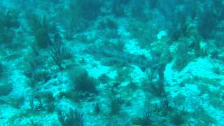 20130426 4 Key Largo Tauchen