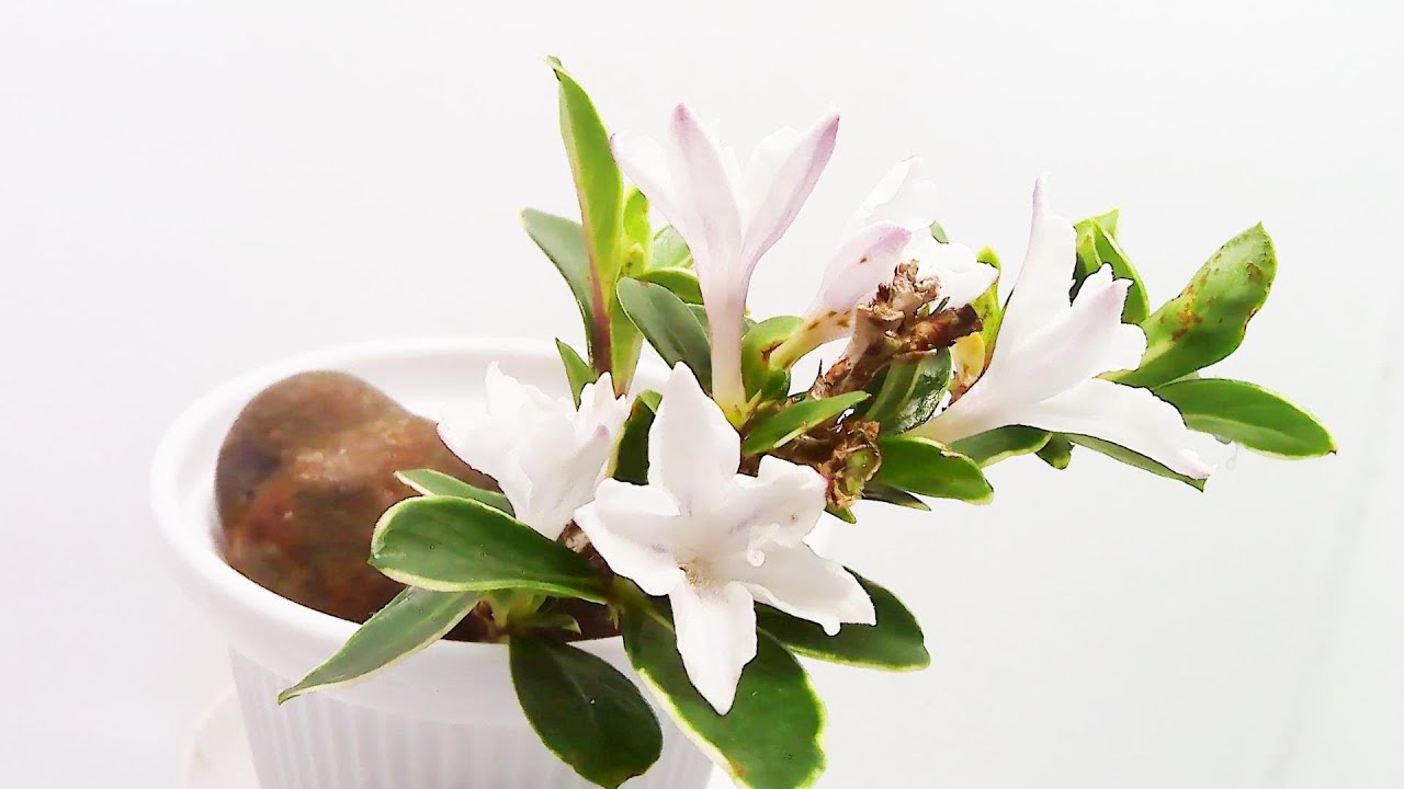 白丁花 ハクチョウゲの開花 花の開花 237 Youtube