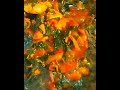 Caption idea:Methi Prawns Sabji 😋👌 | Easy Home Style Recipe | Hansakirecipe