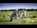 África - Continente de Origem | Trailer