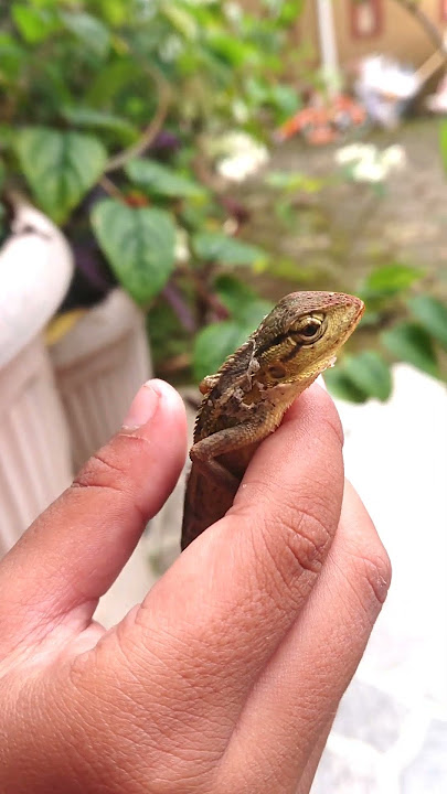 Bunglon Kembali Lagi