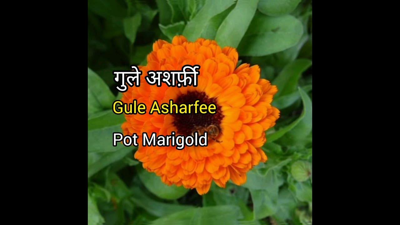 Pot Marigold meaning in hindi with picture. Pot Marigold matlab kya hai