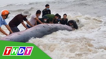 Giải cứu cá voi mắc cạn vào bờ biển Thừa Thiên - Huế | THDT
